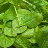 Baby-Spinat vom Hof