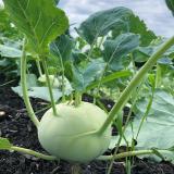 Kohlrabi vom Hof