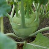Kohlrabi Superschmelz vom Hof
