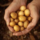 Blechkartoffeln vom Hof