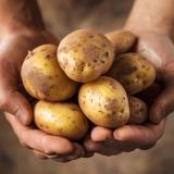 Kartoffeln Linda vom Hof