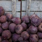 Rote Bete vom Hof