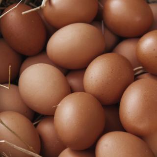Eier XS 20er-Packung vom Hof