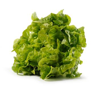 Salat klein Singlesalat vom Hof