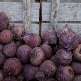 Rote Bete vom Hof