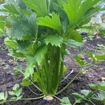 Staudensellerie vom Hof