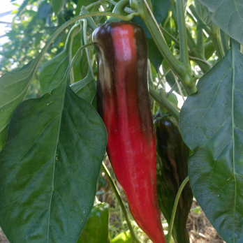 Paprika bunt spitz vom Hof