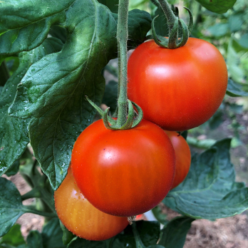 Tomaten rund Varität Devotion vom Hof