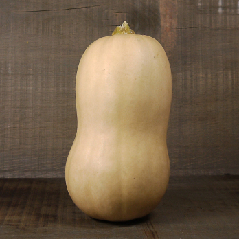 Kürbis Butternut
