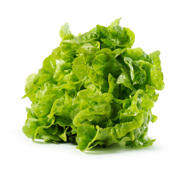 Salat Eichblatt