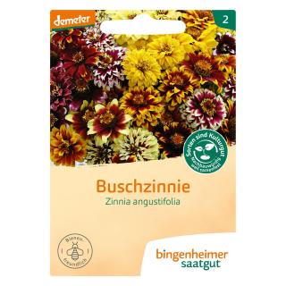Buschzinnie