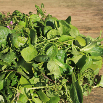 Wilde Dannwischer Salatmischung